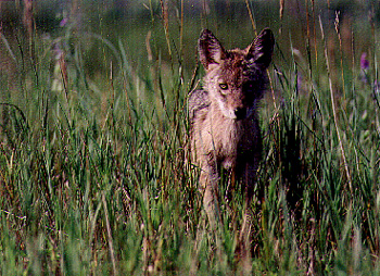 Coyote Pup