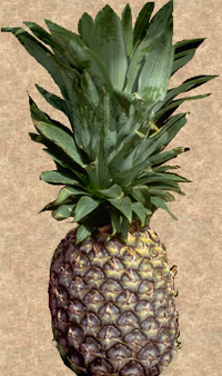 Fresh Pineapple