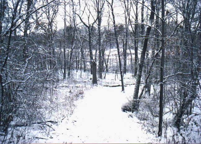 Winter Woods