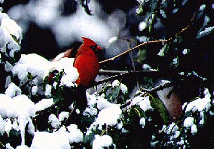 Male Cardinal