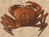 land crab