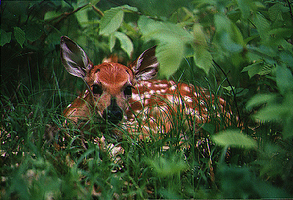 Fawn